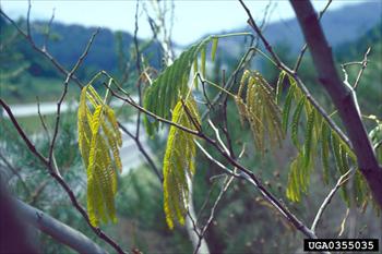 پژمردگی درخت ابریشم